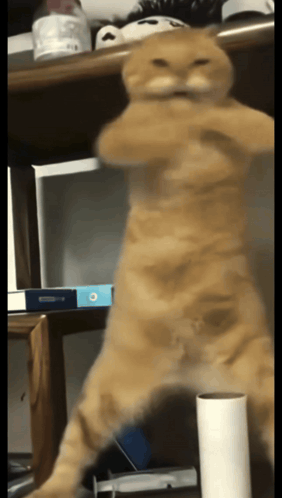 A beige cat uprightly wiggles its hips in a kitchen.