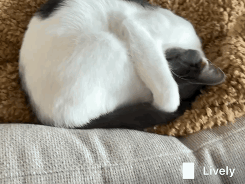 White cat curls up and peeks from a scratching post.