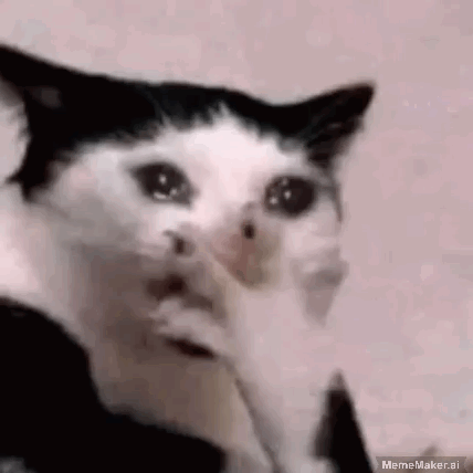A black-and-white cat covers its mouth as if trying not to laugh.