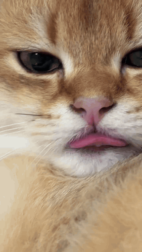A close-up orange-and-white cat sticks out its tongue.