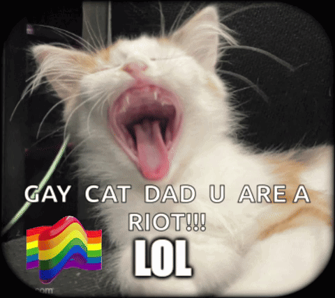 a cat yawning with a rainbow flag in the background