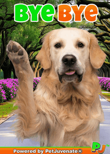 A golden retriever raises one paw under colorful “BYE BYE” lettering.