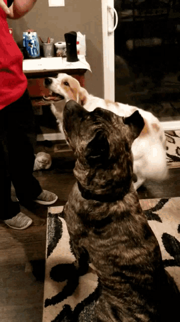 a dog standing on its hind legs looking up at a person