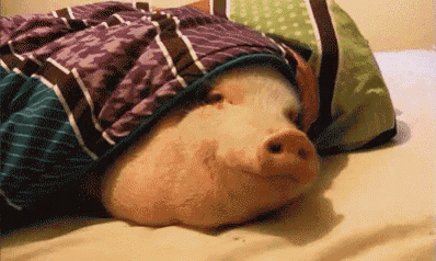 a pig is laying on a bed with a purple blanket on its head .