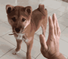 Doge reaches a paw toward a human hand for a high five.