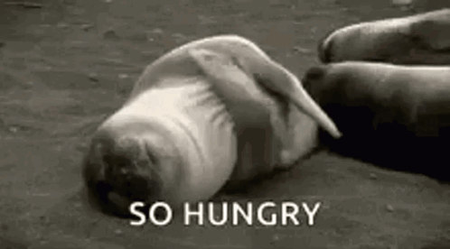 A seal lies on the ground with “SO HUNGRY” text.