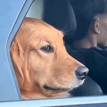 A golden retriever looks sideways from a car window with an awkward expression.
