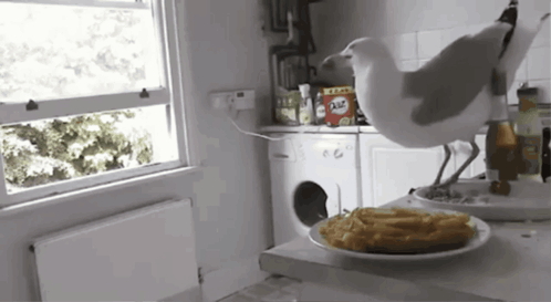 a seagull is standing on a counter next to a plate of french fries