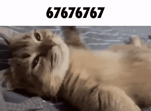 a cat is laying on its back with the number 67676767 written above it