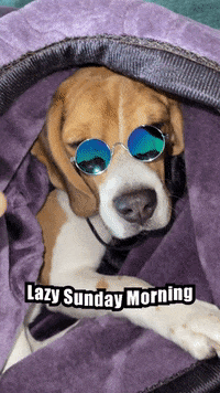 A dog peeks from under a purple blanket with “Lazy Sunday Morning.”