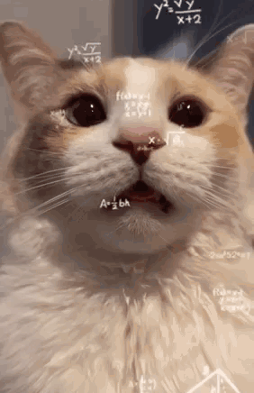 A wide-eyed cat is covered in floating math equations.