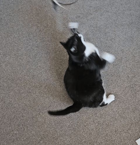 a black and white cat is laying on its back on the floor