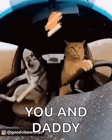 a dog and a cat are sitting in a car and the cat is driving