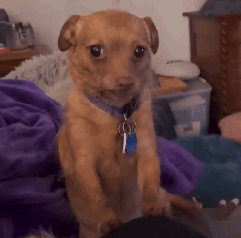 Small brown dog gives an uneasy side-eye glance.