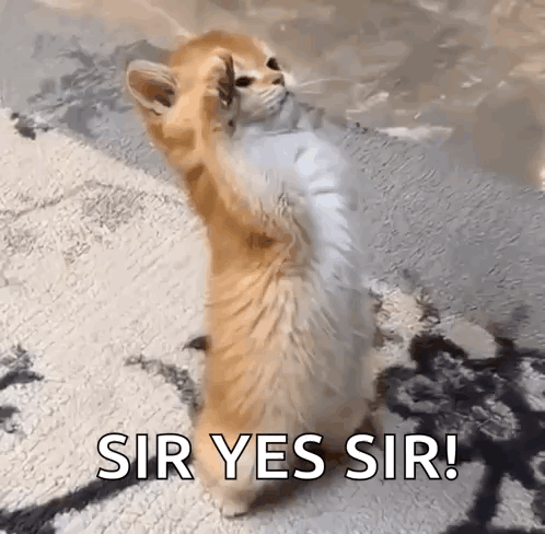 A fluffy cat raises one paw in a salute with “SIR YES SIR!”