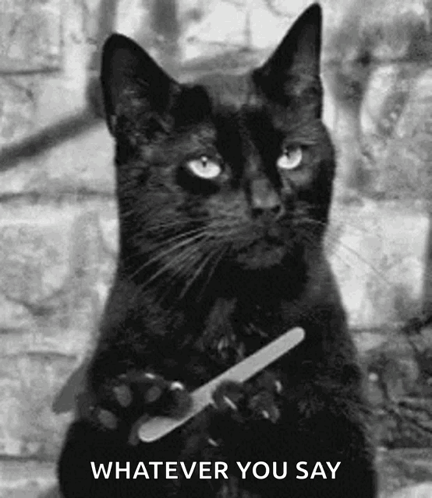 Black cat holds a small object and gives a stern stare.