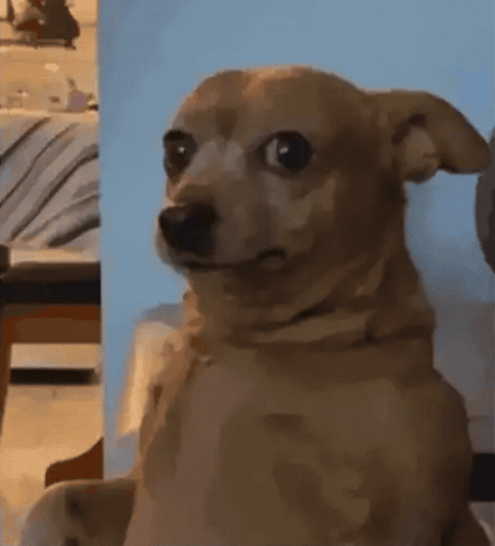 A small dog gives a wide-eyed side-eye toward the camera.