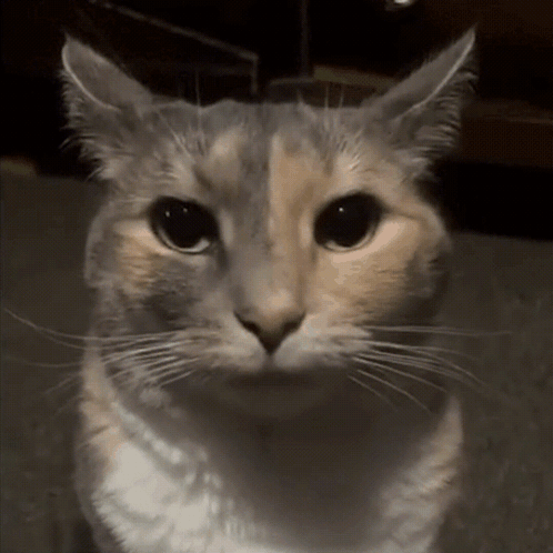 a close up of a cat 's face with a dark background