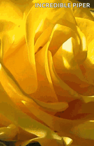 A close abstract view of a yellow rose fills the frame.