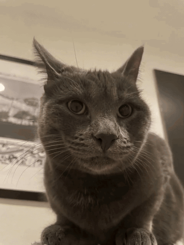 A gray cat sits beside a thumbs-up hand.