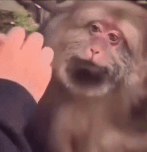 a close up of a person feeding a monkey with a banana .