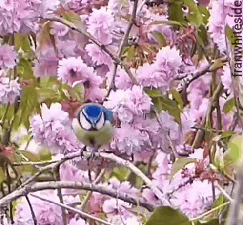 a blue and white bird is perched on a tree branch with pink flowers