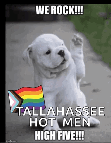 a puppy with a rainbow flag and the words we rock