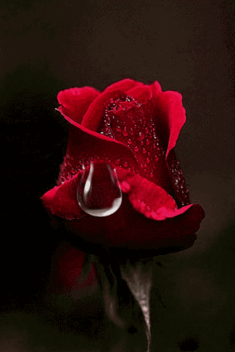 a close up of a red rose with a drop of water on it