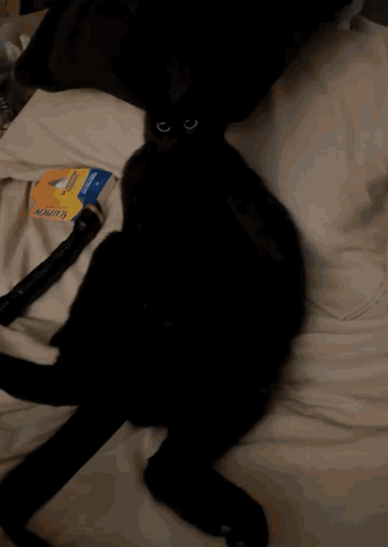 a black cat laying on a bed next to a hose that says kink on it