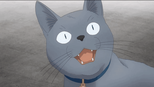 a gray cat with blue eyes and a blue collar