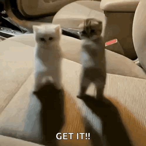 two kittens are standing next to each other with the words get it written on the bottom