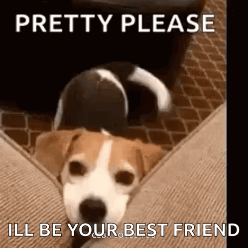 A small dog faces the camera beneath “PRETTY PLEASE, I’LL BE YOUR BEST FRIEND.”