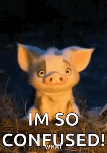 A small pig looks startled under the caption “IM SO CONFUSED!”