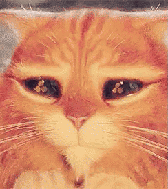 A close-up orange cat stares sadly with wet-looking eyes.