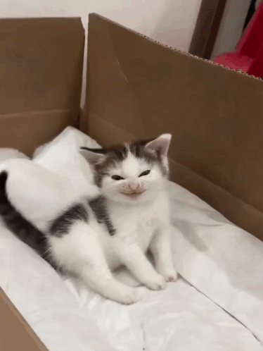 A kitten rests in a cardboard box with a mischievous-looking expression.