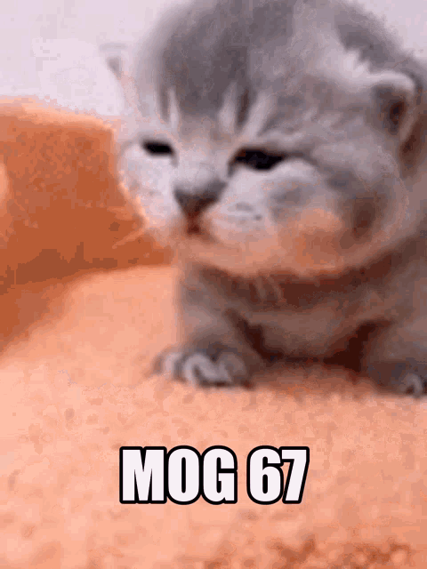 a kitten is laying on a pile of sand with the words mog 67 written on it