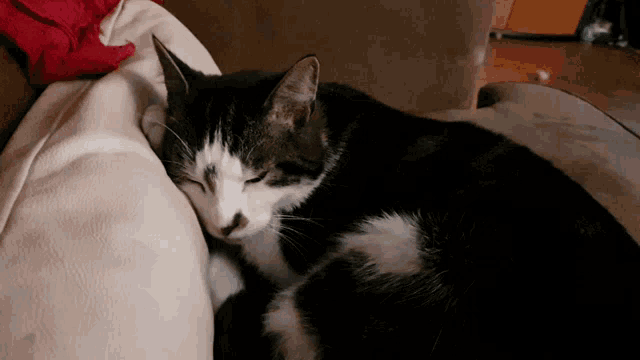 a black and white cat sleeping on a couch with its eyes closed
