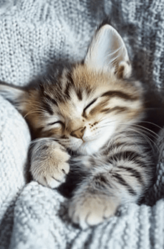 A tabby kitten sleeps curled up on a soft blanket.
