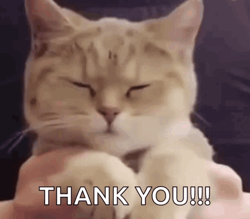 A fluffy pale cat closes its eyes contentedly beneath “THANK YOU!!!!” text.