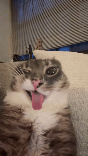 A fluffy cat sits in a room with its tongue sticking out.
