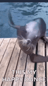 A small dark animal bounces beside a wooden deck with the caption “THIS MY HAPPY DANCE.”