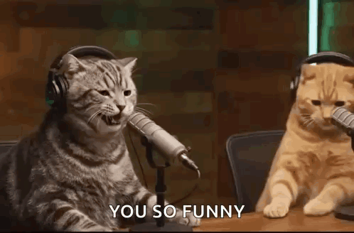 A gray cat holds a microphone beside another cat as the caption says “YOU SO FUNNY.”